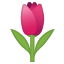 tulip